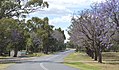 English: An avenue of jacarandas (Jacaranda mimosifolia) at Gulargambone, New South Wales