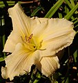 'Lacy Bonnet' (Spalding-W M 1981)