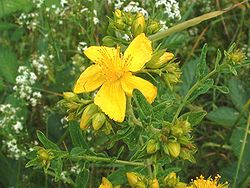 Divšķautņu asinszāle (Hypericum perforatum)