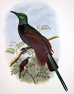 Bensbachs bird-of-paradise Hybrid bird