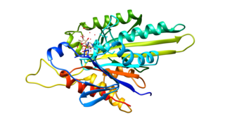 <span class="mw-page-title-main">KIF5B</span> Protein-coding gene in the species Homo sapiens