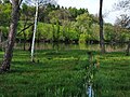 Das Riedgebiet am Katzensee, unweit der Grenze zur Stadt Zürich (Affoltern)