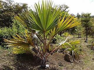 <i>Latania</i> Genus of palms