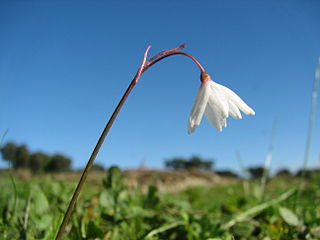 <i>Acis</i> (plant) Genus of flowering plants in the family Amaryllidaceae