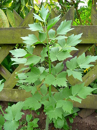 <span class="mw-page-title-main">Lovage</span> Species of flowering plant