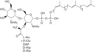 <span class="mw-page-title-main">Lipid II</span> Chemical compound