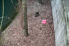 Sur les quais d'une rivière urbaine, en Slovénie.