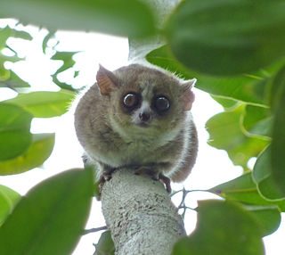 <span class="mw-page-title-main">Evolution of lemurs</span> History of primate evolution on Madagascar