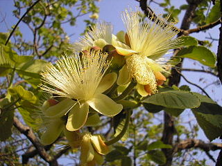 <span class="mw-page-title-main">Caryocaraceae</span> Family of flowering plants