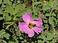 * Nomination A Pink Rock-Rose at the Beit Zayit reservoir. --SuperJew 20:28, 21 April 2013 (UTC) * Decline Oversharpened with artifacts. --Mattbuck 23:52, 29 April 2013 (UTC)