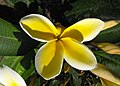 Plumeria rubra