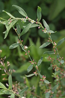 <i>Polygonum</i> Genus of flowering plants in the knotweed family Polygonaceae