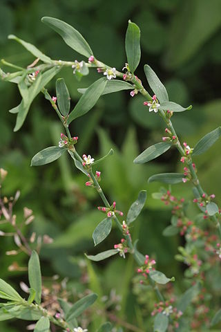 <i>Polygonum aviculare</i> Species of plant