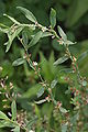 Smáfuglabløðkuurt (Polygonum aviculare)