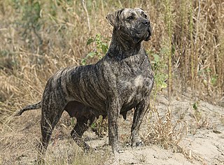 <span class="mw-page-title-main">Presa Canario</span> Spanish breed of dog