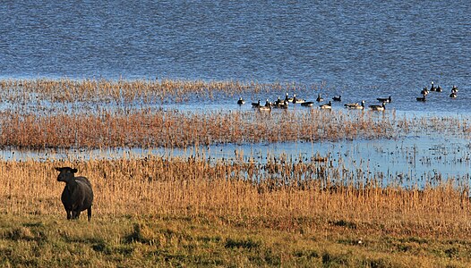 Black sheep and flock of Branta leucopsis