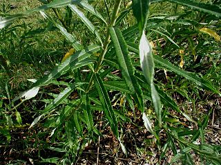 <i>Salix viminalis</i> Species of willow