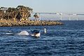 * Nomination An Innespace Seabreacher in the San Diego Bay (Coronado Bridge in the background) --Rhododendrites 03:18, 4 January 2017 (UTC) * Promotion Good quality. --Ermell 14:36, 4 January 2017 (UTC)