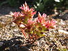 Sedum caespitosum.jpg