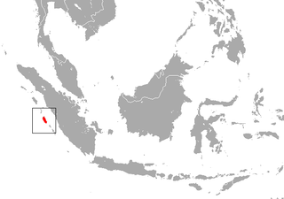 <span class="mw-page-title-main">Siberut macaque</span> Species of Old World monkey