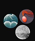 Thumbnail for File:Species of Archaea.jpg