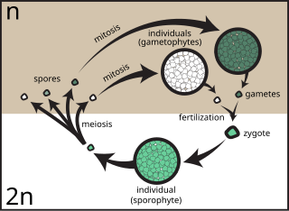 <span class="mw-page-title-main">Spore</span> Unit of reproduction adapted for dispersal and survival in unfavorable conditions