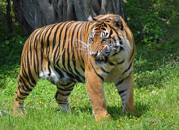 Tigre de Sumatra