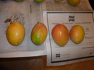 <span class="mw-page-title-main">Sunset (mango)</span> Mango cultivar