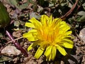 Taraxacum dissectum