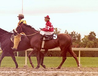 <span class="mw-page-title-main">Overskate</span> Canadian-bred Thoroughbred racehorse