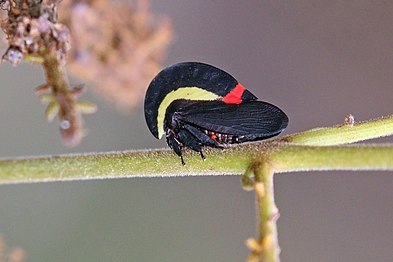 Vistós Membracis sanguineoplaga al Brasil