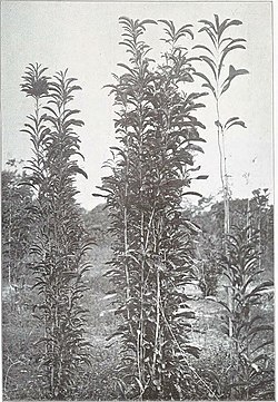 Rhabdodendron macrophyllum