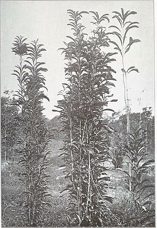 <i>Rhabdodendron</i> Genus of trees