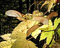 Acer circinatum