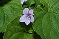 Ljós blákolla (Viola palustris)