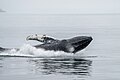 10 026b Humpback whale jump and splash Photo by Giles Laurent uploaded by Giles Laurent, nominated by Giles Laurent,  21,  0,  0