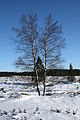 Birch and fir, the two most common trees of the High Fens