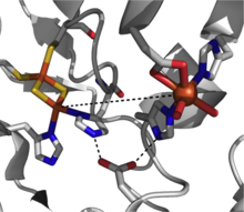 Active site of Rieske dioxygenase (naphthalene 1,2-dioxygenase from Rhodococcus sp.) (PDB 2B1X) 2B1X Active Site.png