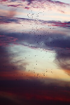 Cigognes d'Abdim prises dans une tempête au sein du parc national d'Etosha, en Namibie. (définition réelle 2 400 × 3 599)