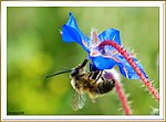 Abeja libando una borraja 04 - bee sucking a borage flower - abella libant una borraina (2343956800)