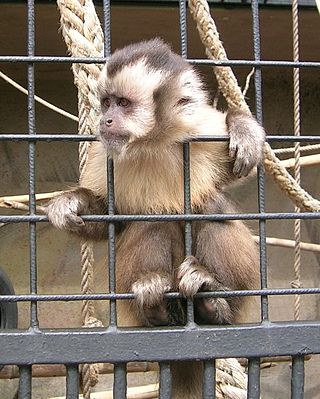 <span class="mw-page-title-main">Captivity (animal)</span> Animal being held by humans