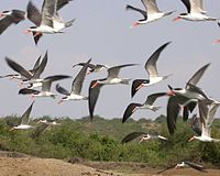 African skimmer, breeds along the River Shire African Skimmers.jpg