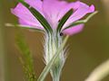 Agrostemma githago: hairy calyx,