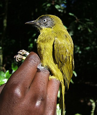 <i>Arizelocichla</i> Genus of birds