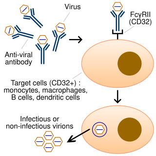 <span class="mw-page-title-main">Antibody-dependent enhancement</span> Antibodies rarely making an infection worse instead of better