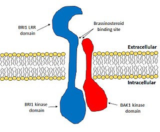 <span class="mw-page-title-main">Brassinosteroid insensitive-1</span>