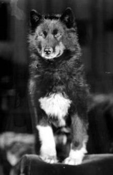 Balto, a black Alaskan husky, poses while sitting on a sofa, his white feet placed on the sofa's armrest. His face is looking directly in front of the camera.