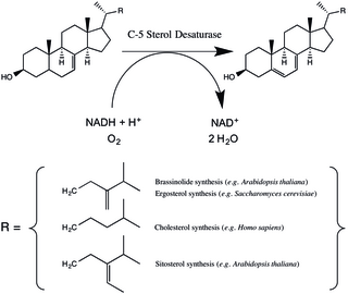 <span class="mw-page-title-main">C-5 sterol desaturase</span> Class of enzymes