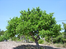 Saldžioji ceratonija (Ceratonia siliqua)