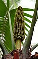 Pollen cone